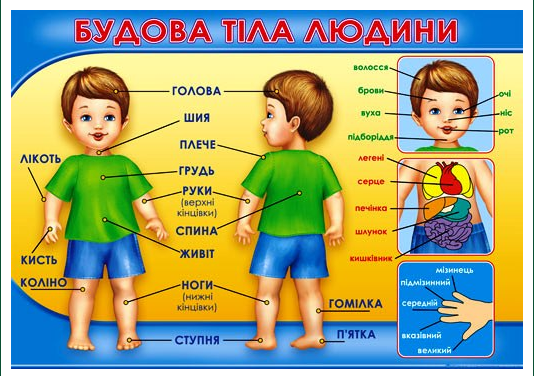 Плакат Будова тіла людини П-126
